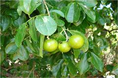 Strychnos nux-vomica